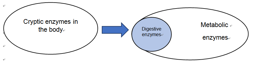 enzymes in the body